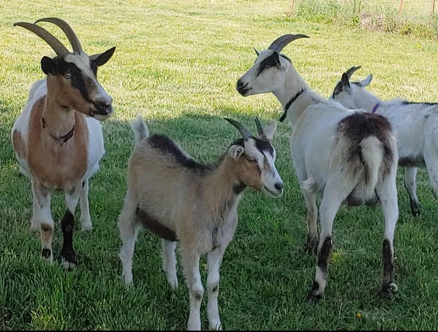 ALPINE GOATS FOR SALE