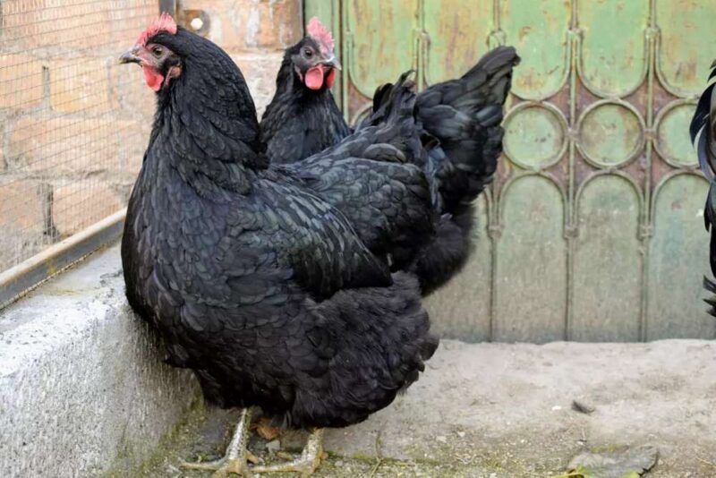 Australorp Chicken for sale