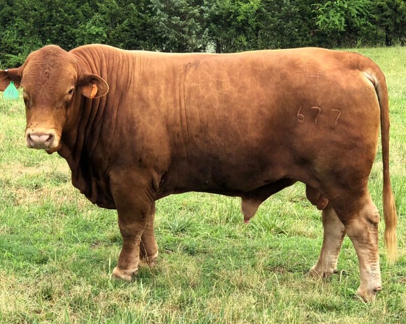 BEEFMASTER COW FOR SALE