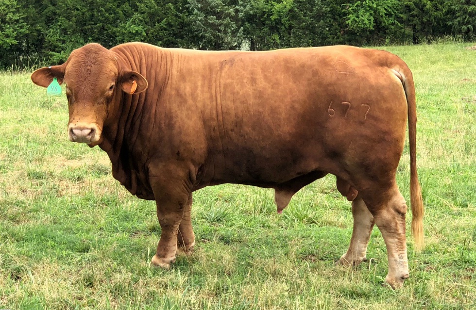 BEEFMASTER COW FOR SALE