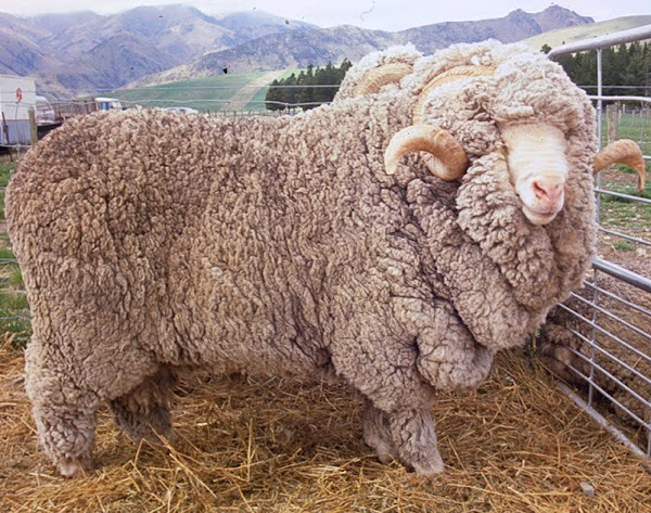 BOOROOLA MERINO SHEEP FOR SALE