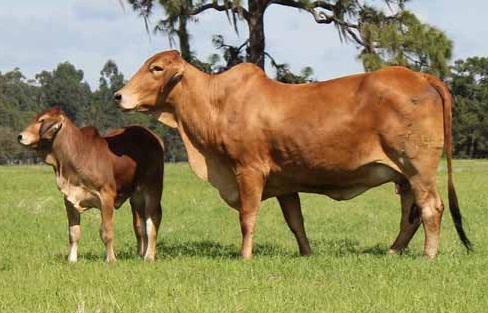 BRAHAM COWS FOR SALE