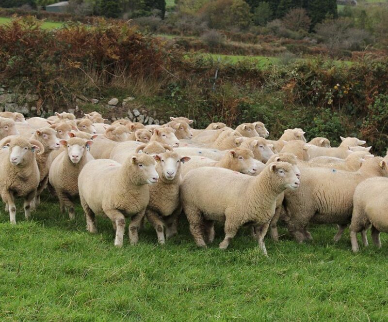 Dorset Sheep For Sale