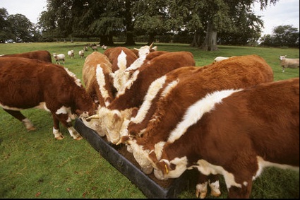 HEREFORD COW FOR SALE