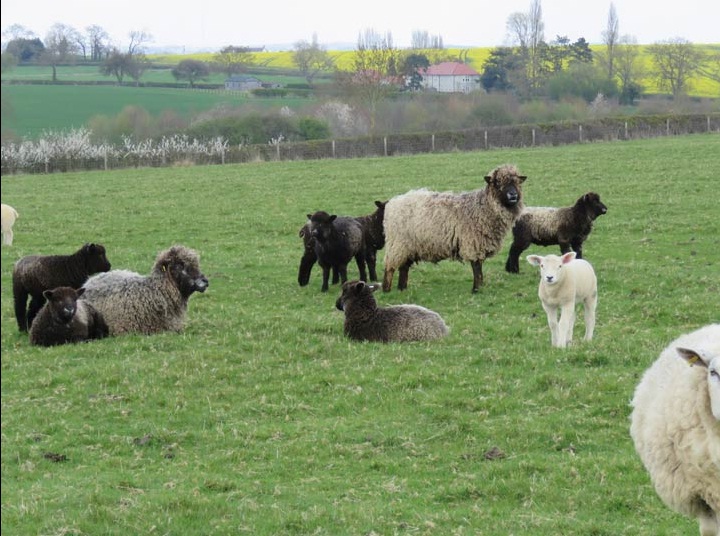 LEICESTER SHEEP FOR SALE