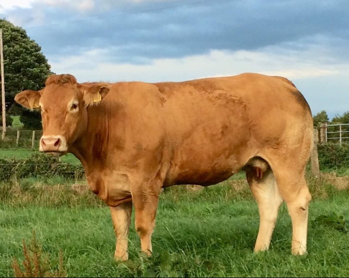 LIMOUSIN COWS FOR SALE