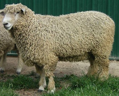 LINCOLN SHEEP FOR SALE