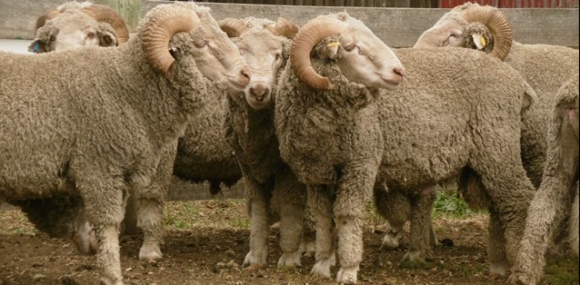 Merino Sheep For Sale