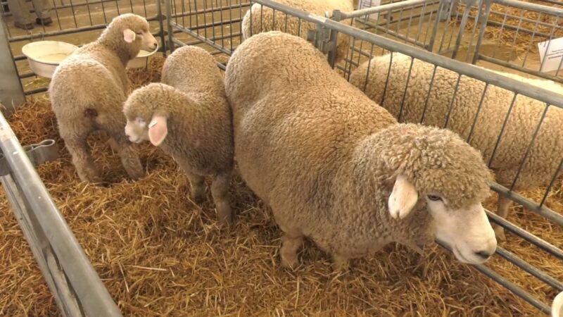 CORRIEDALE SHEEP FOR SALE