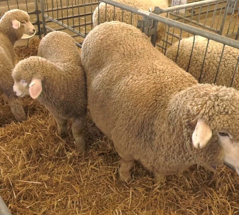 CORRIEDALE SHEEP FOR SALE