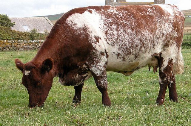 DAIRY SHORTHORN CATTLE FOR SALE