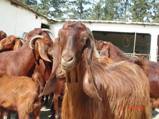 DAMASCUS GOAT FOR SALE