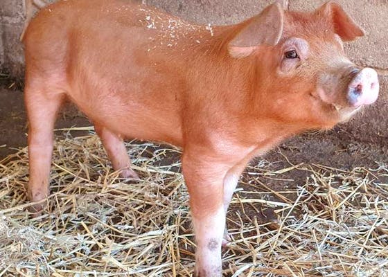 Duroc Pigs for sale