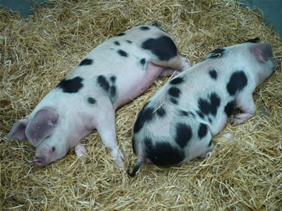 Gloucestershire Old Spots Pigs for sale