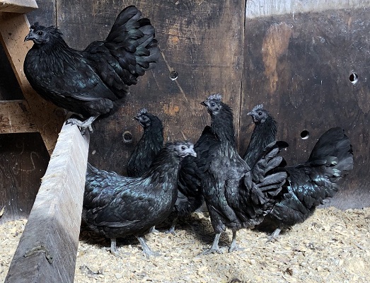 Hmong Chickens for sale
