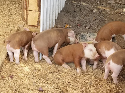 Hereford Pigs for sale