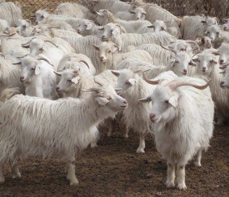 HEXI CASHMERE GOAT FOR SALE
