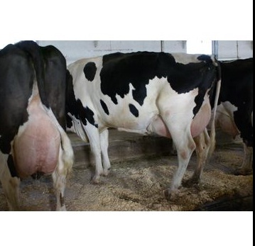 HOLSTEIN COWS FOR SALE