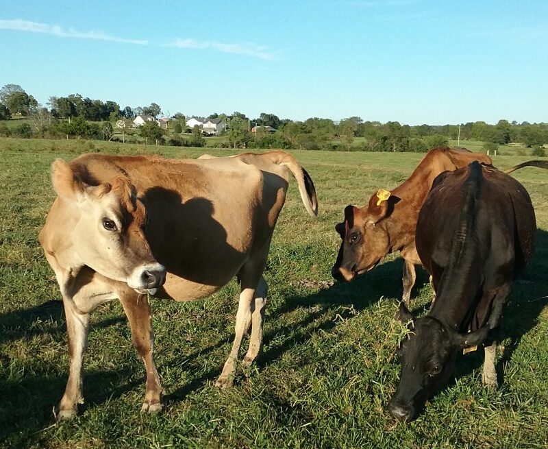 JERSEY COWS FOR SALE21