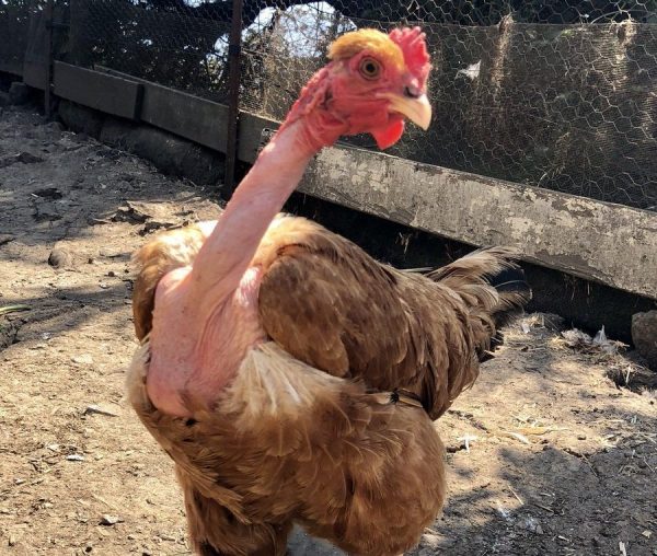 Naked Neck chicken for sale
