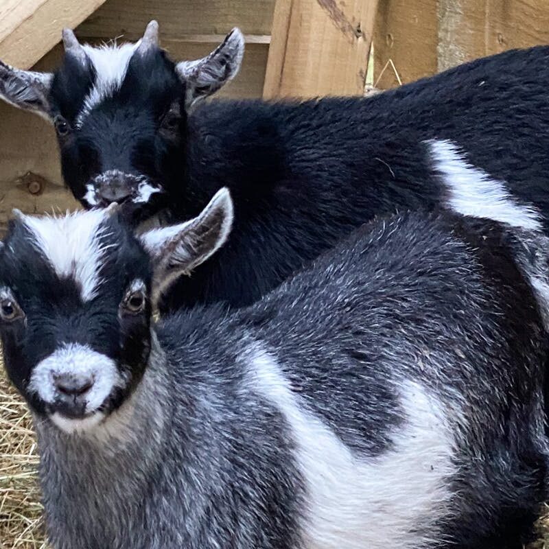 PYGMY GOAT FOR SALE