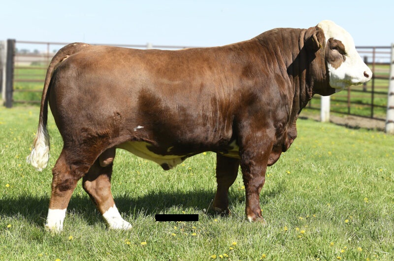 SIMMENTAL CATTLE FOR SALE