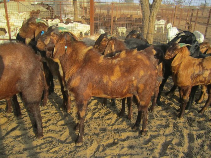SIROHI GOAT FOR SALE