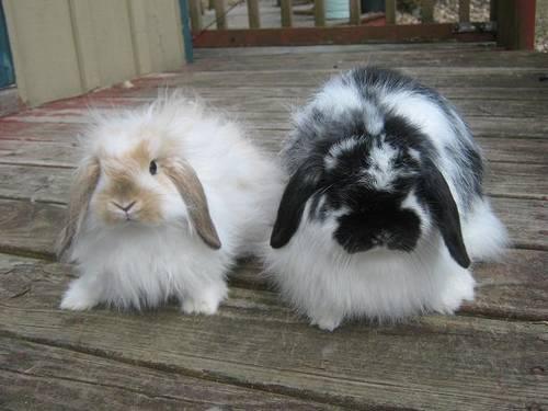 American Fuzzy Lop for sale