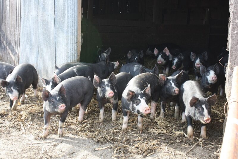 Berkshire Pigs for sale