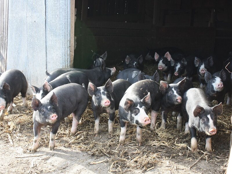 Berkshire Pigs for sale
