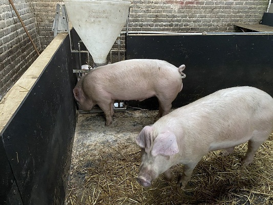 Danish Landrace Pig for sale