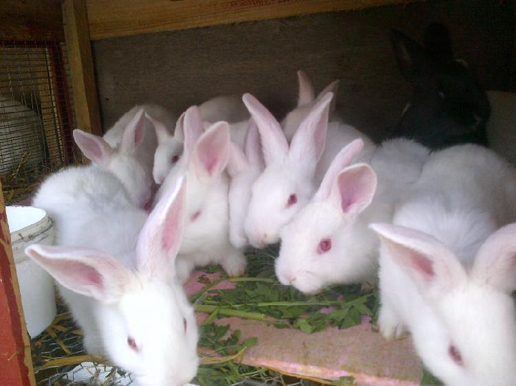 Florida White Rabbit for sale