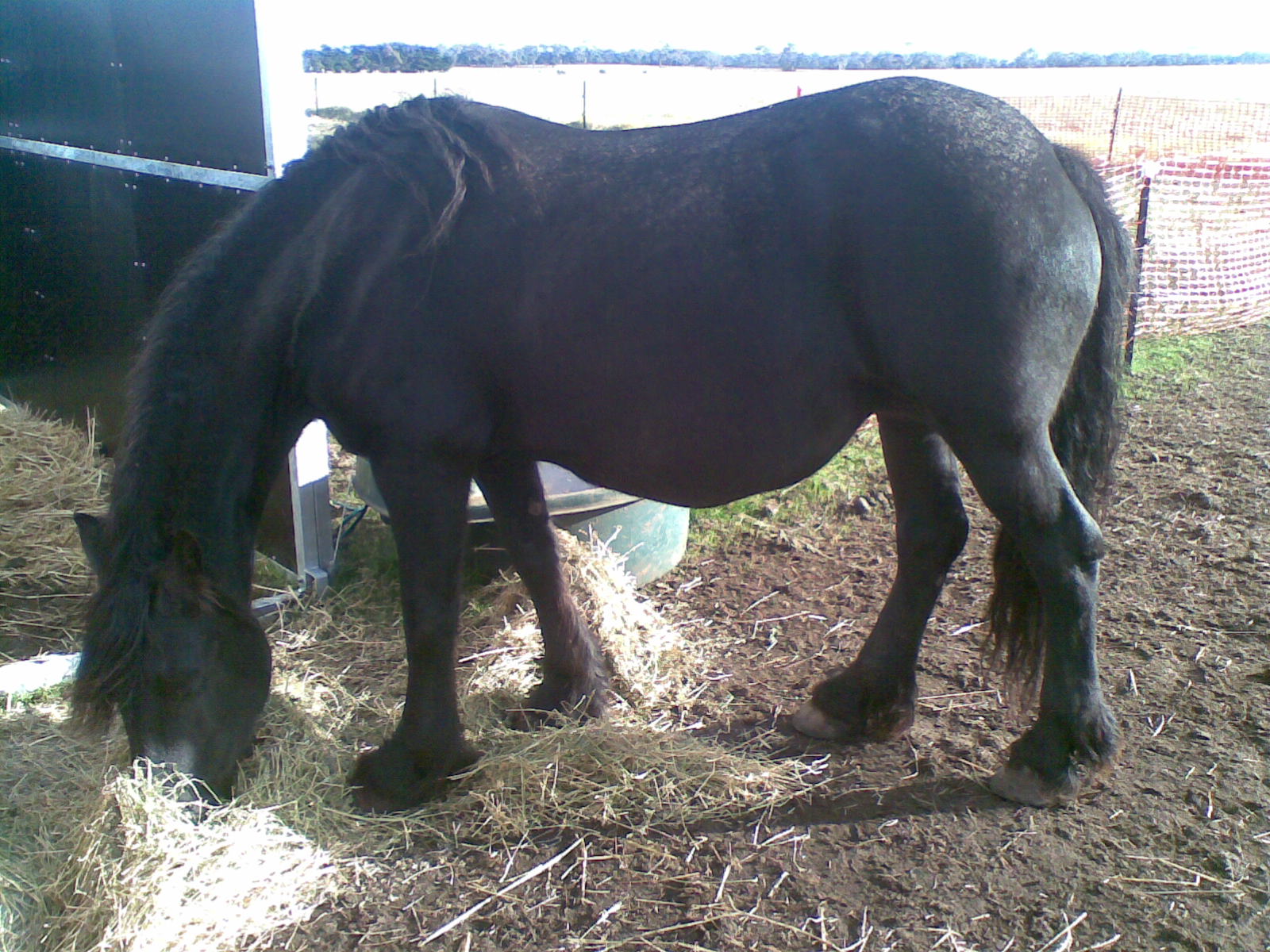 Friesian Horse for sale