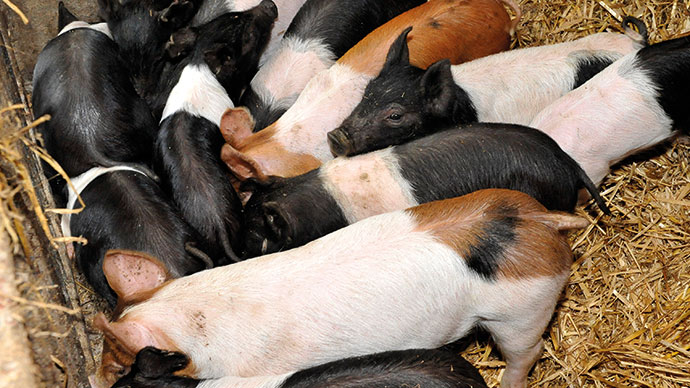 Hampshire Pigs for sale