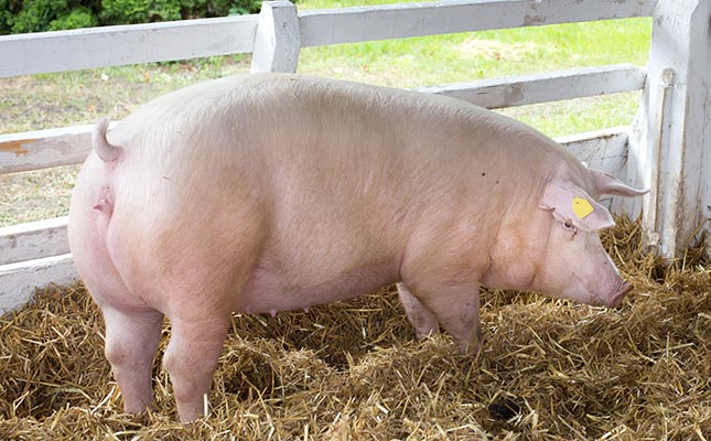 Chester White Pigs for sale