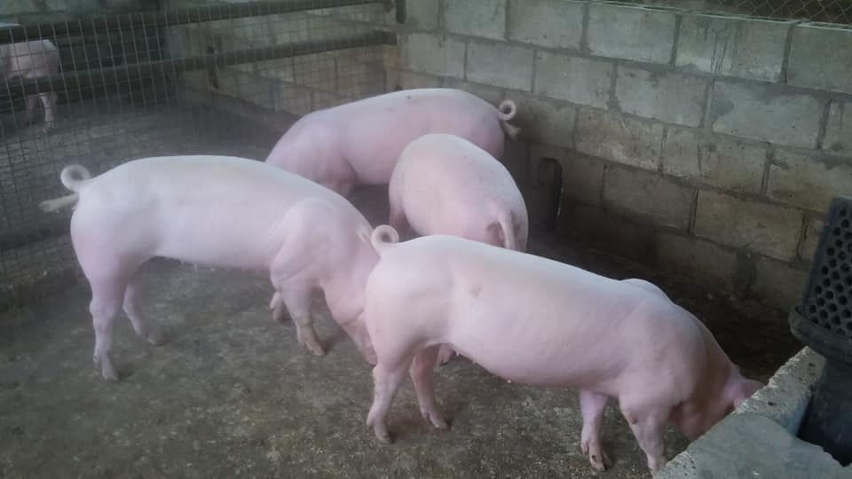 Large White Pigs for sale