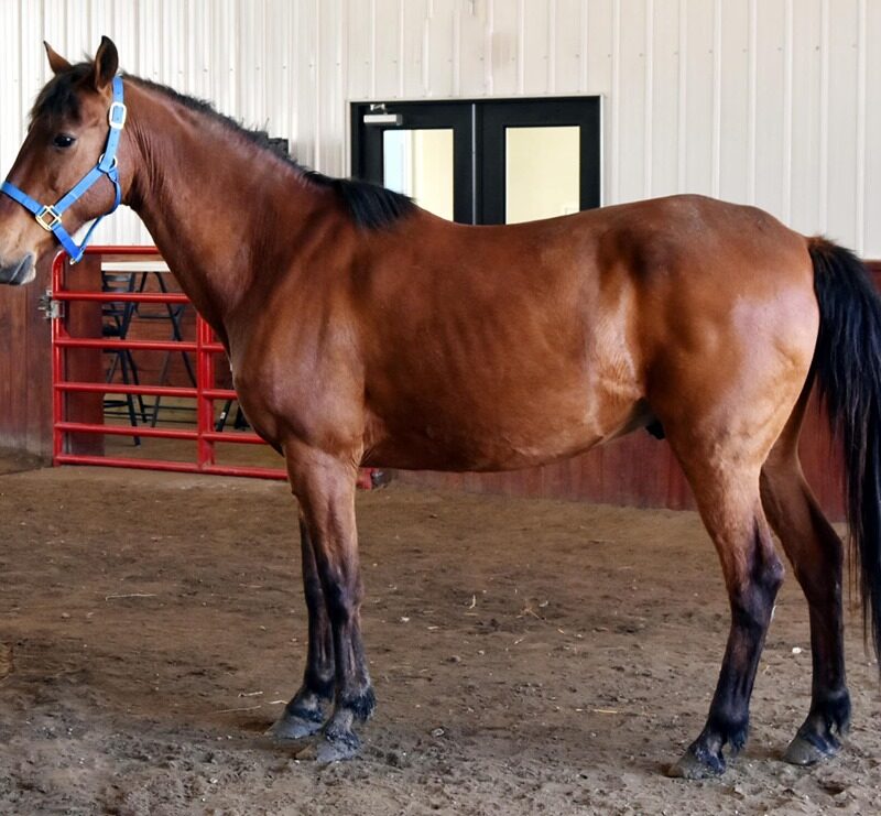Mustang Horse for sale