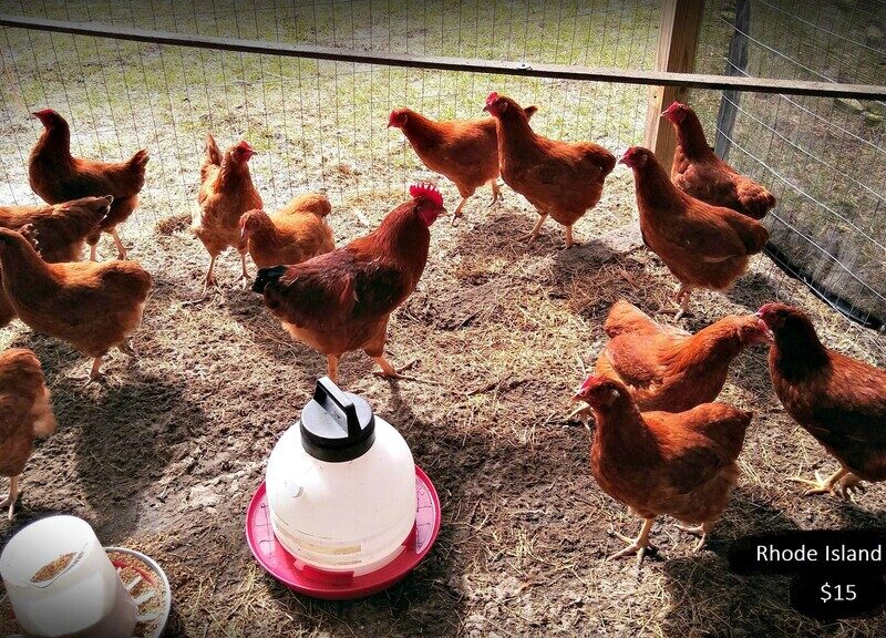 Rhode Island Red for sale
