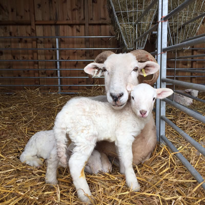 WILTSHIRE HORN SHEEP FOR SALE